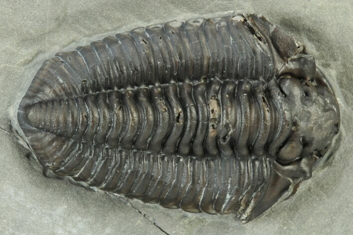 Calymene Niagarensis Trilobite Fossil - New York #232051